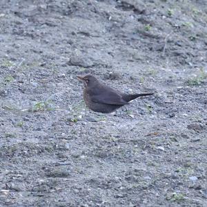 Eurasian Blackbird