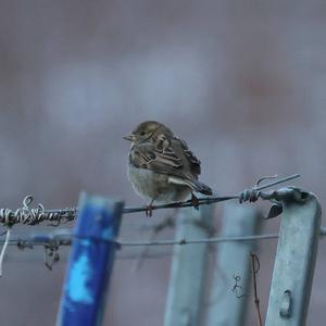 House Sparrow