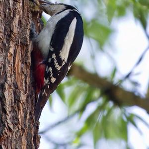 Great Spotted Woodpecker