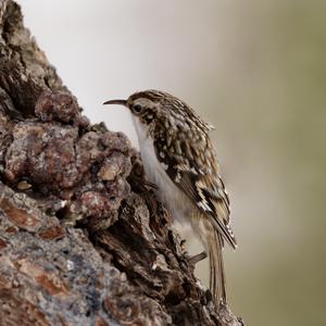 Eurasian Treecreeper