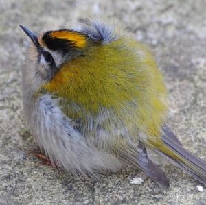 Firecrest