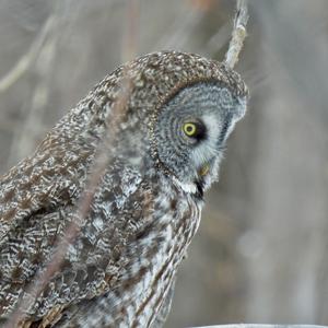 Great Grey Owl