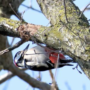 Great Spotted Woodpecker