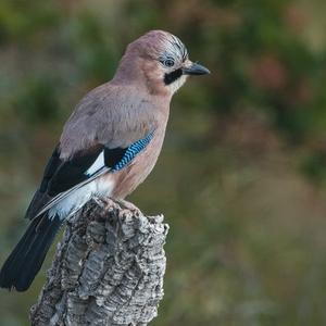 Eurasian Jay