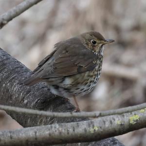 Song Thrush