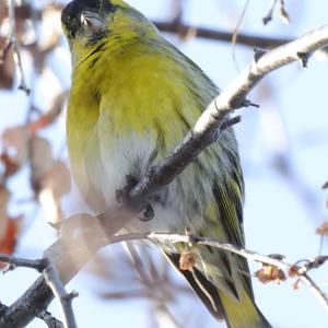 Eurasian Siskin