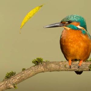 Common Kingfisher