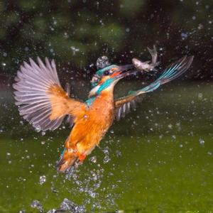 Common Kingfisher