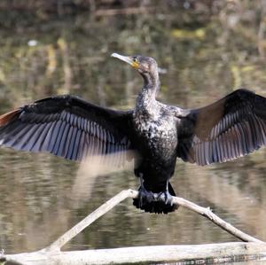 Great Cormorant