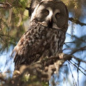 Great Grey Owl