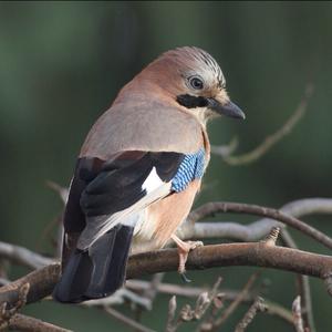 Eurasian Jay