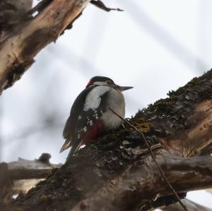 Great Spotted Woodpecker