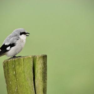 Great Grey Shrike