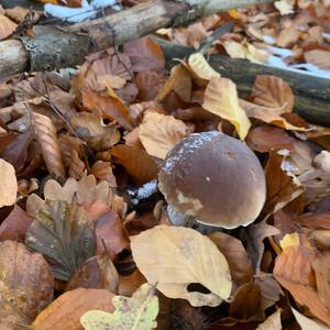 King Bolete