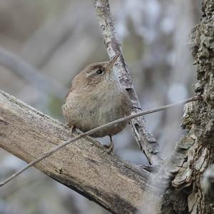 Winter Wren