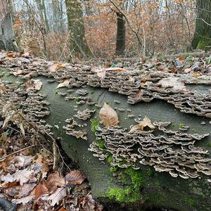 Turkey-tail