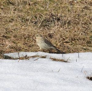 Water Pipit