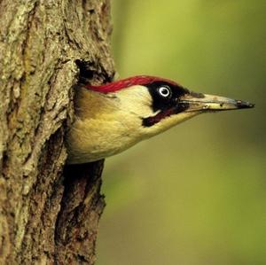 Eurasian Three-toed Woodpecker