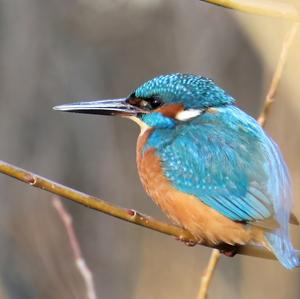 Eisvogel