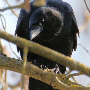 Carrion Crow