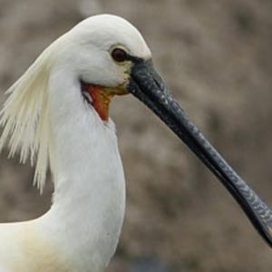 Eurasian Spoonbill