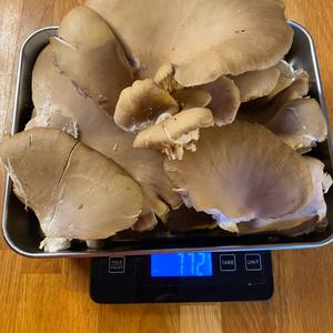 Oyster Mushroom