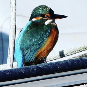 Common Kingfisher