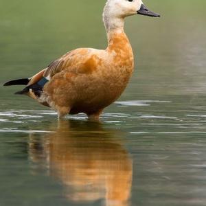 Ruddy Shelduck