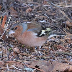 Eurasian Chaffinch