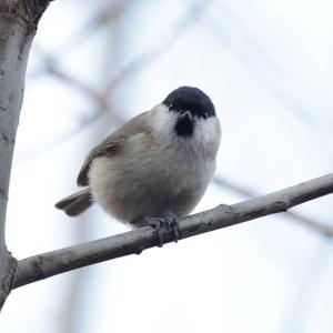 Marsh Tit