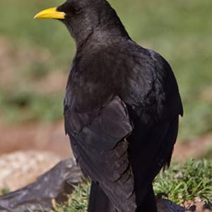 Yellow-billed Chough