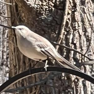 Northern Mockingbird