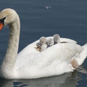 Mute Swan