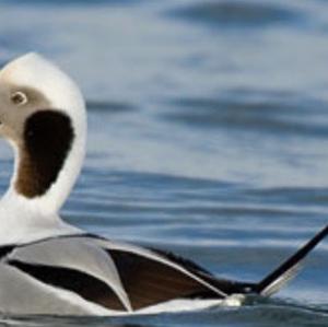 Long-tailed Duck