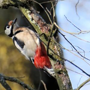 Great Spotted Woodpecker