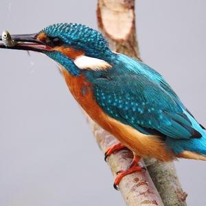 Common Kingfisher