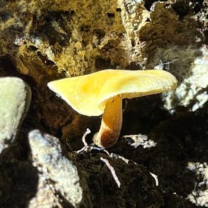 Smoky-gilled Hypholoma