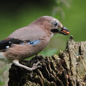 Eurasian Jay