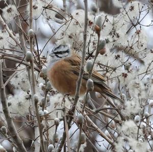 Rock Bunting