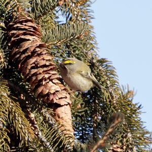 Wintergoldhähnchen