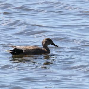 Gadwall