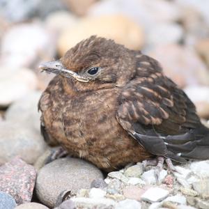 Eurasian Blackbird