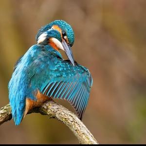 Common Kingfisher