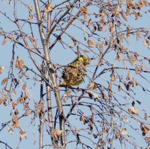 Yellowhammer