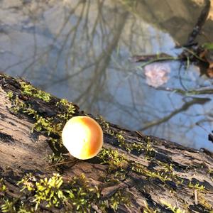 Deadly Galerina