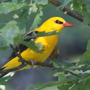 Eurasian Golden Oriole