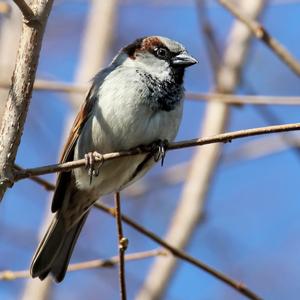 House Sparrow