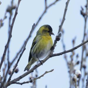 Eurasian Siskin