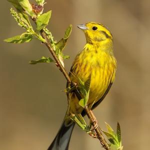 Yellowhammer