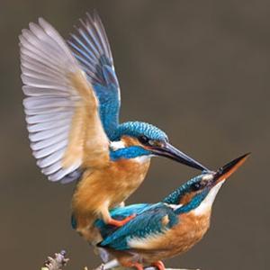 Common Kingfisher